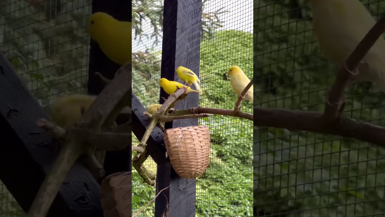 Canary Bird Singing | Birds | Bird Aviary 