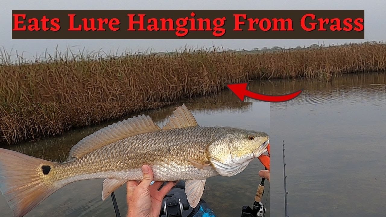 Redfish Eats Lure Hung In The Grass