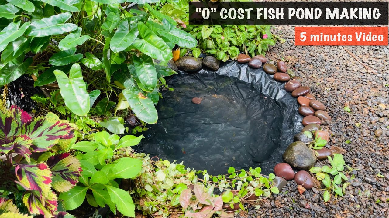 ‘0’ Cost Fish Pond Making I Guppy & Molly Pond Making