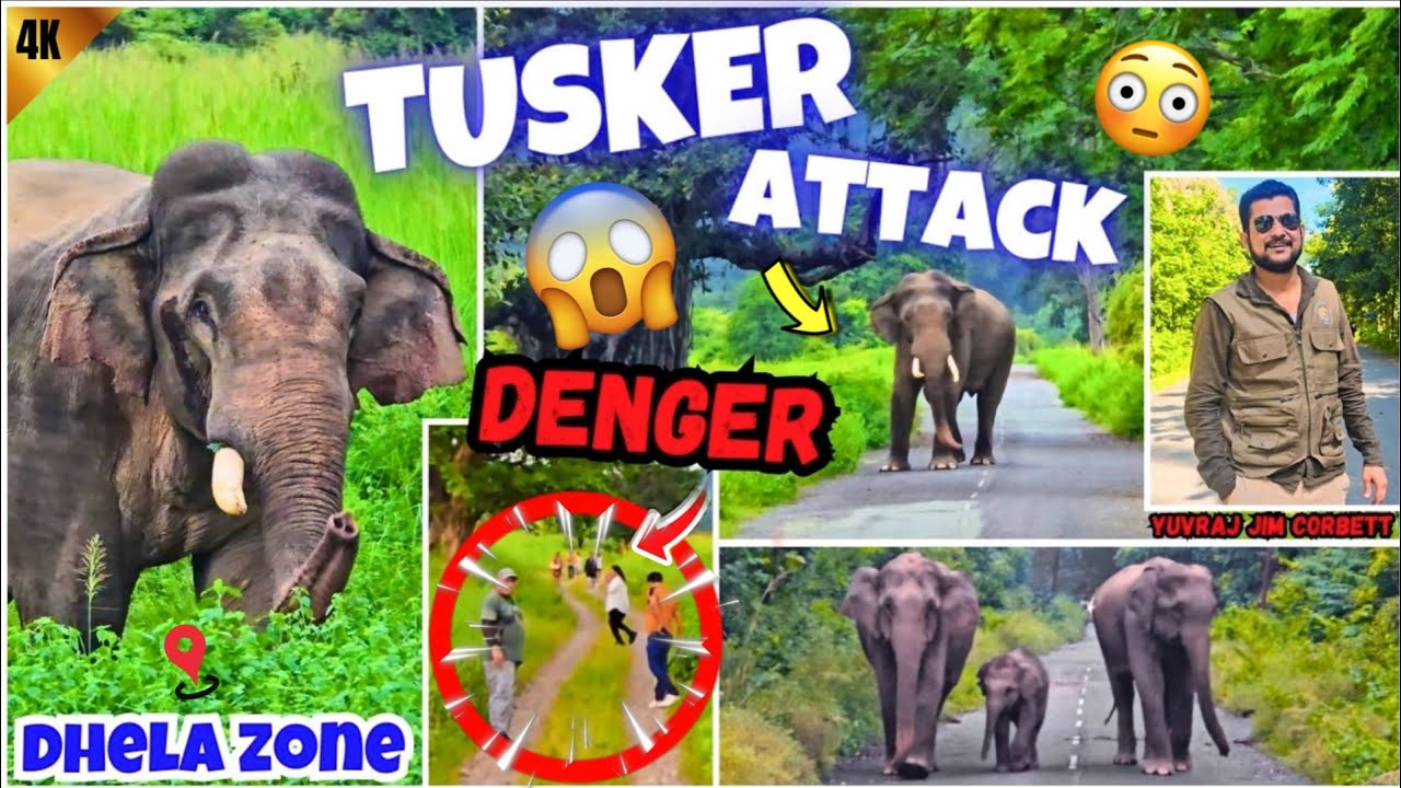 Dhela Zone Safari में Tusker Elephant और एक Emergency Rescue Mission! 😱