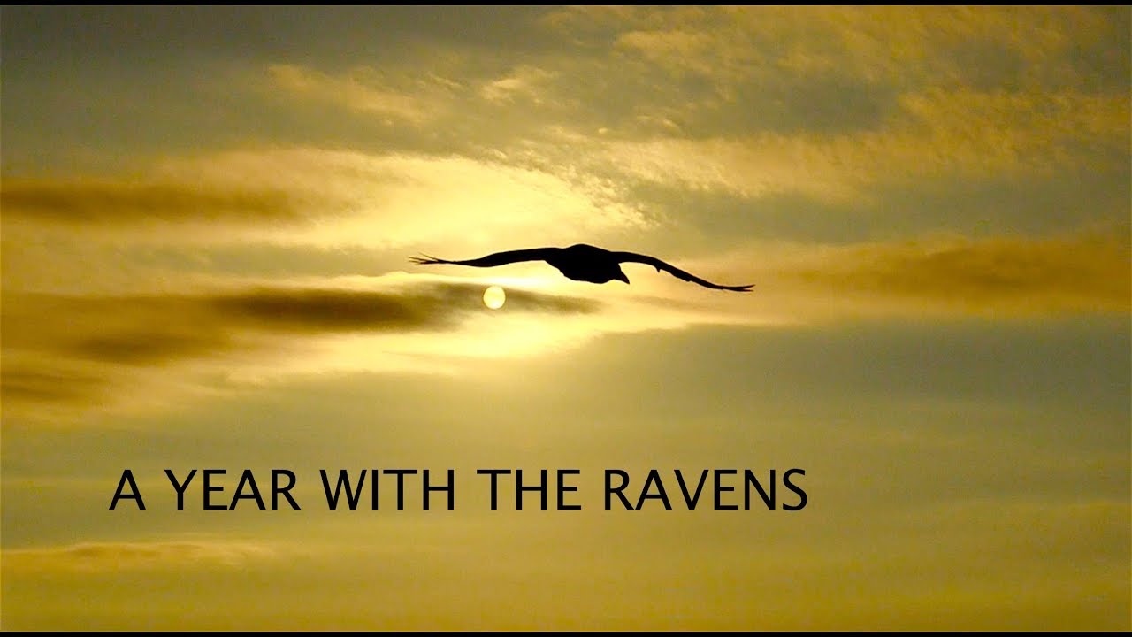 A Year With The Ravens