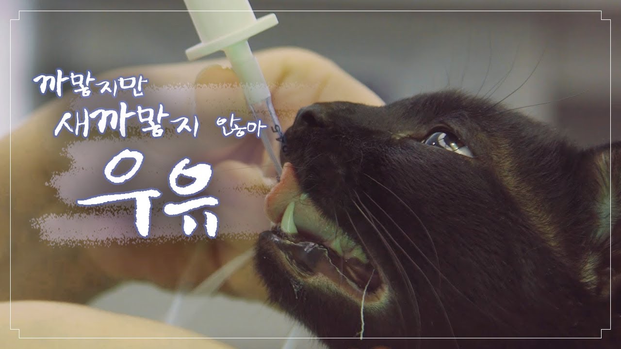 우유는 우유인데 검은색 우유가 있다? l 고관절 이형성증