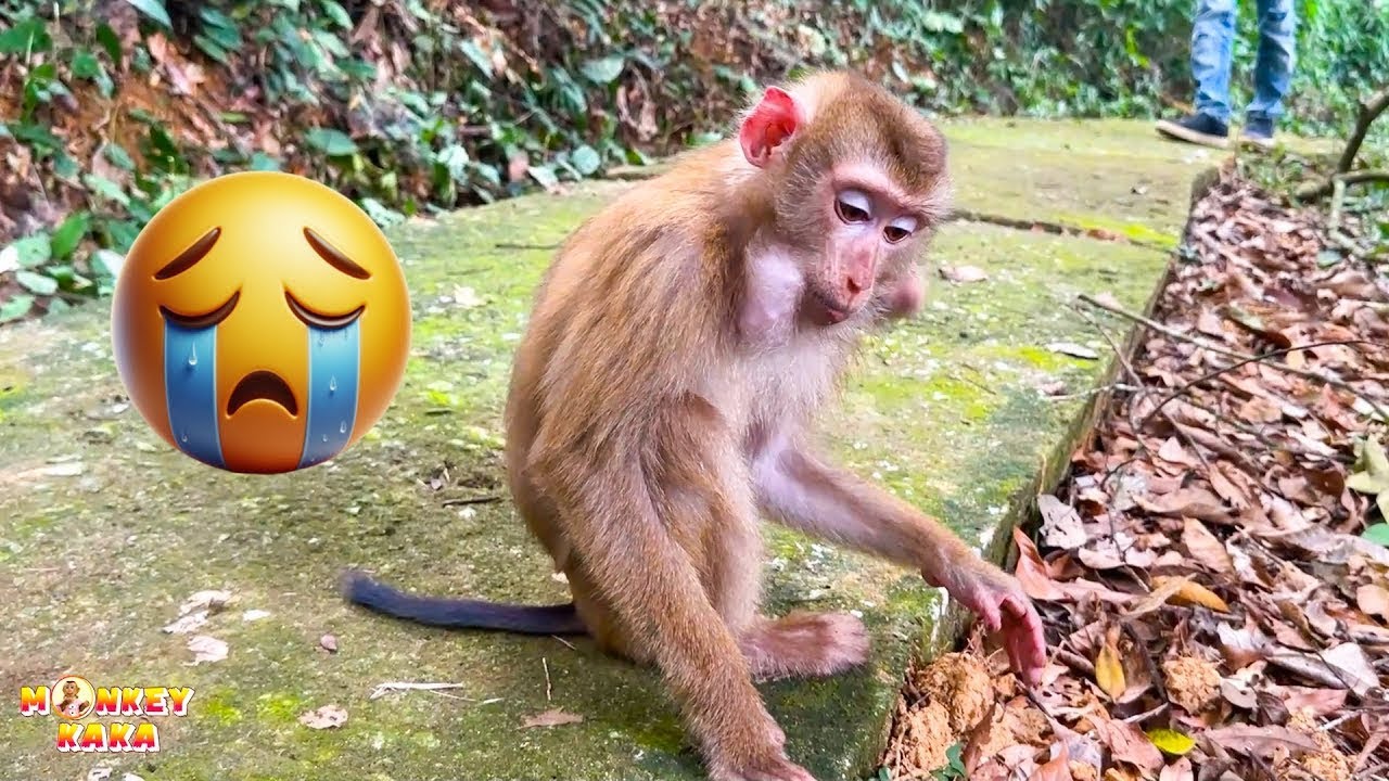 How Monkey Kaka Was Returned to Her Family?