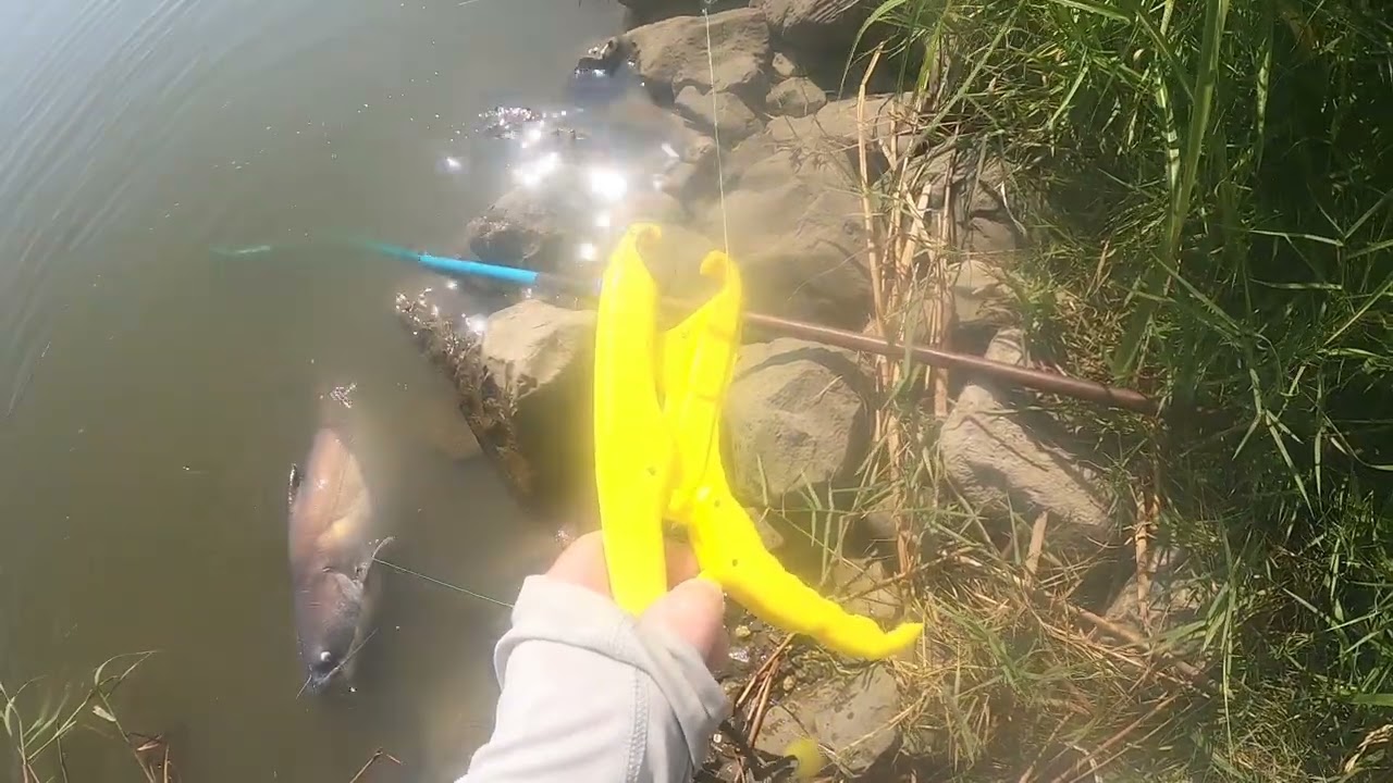 28 lb catfish