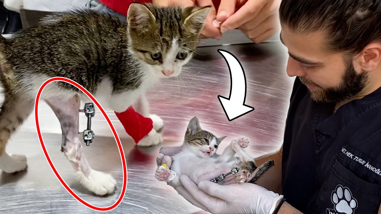 Бездомный котенок со сломанной ногой! (Мы спасли ей ногу!) #TheVet
