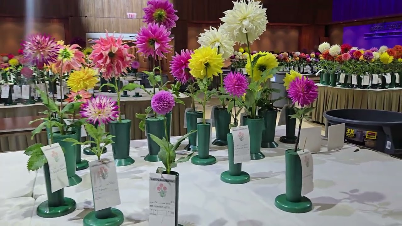 2025 National Dahlia Show- Saturday morning at 7am 