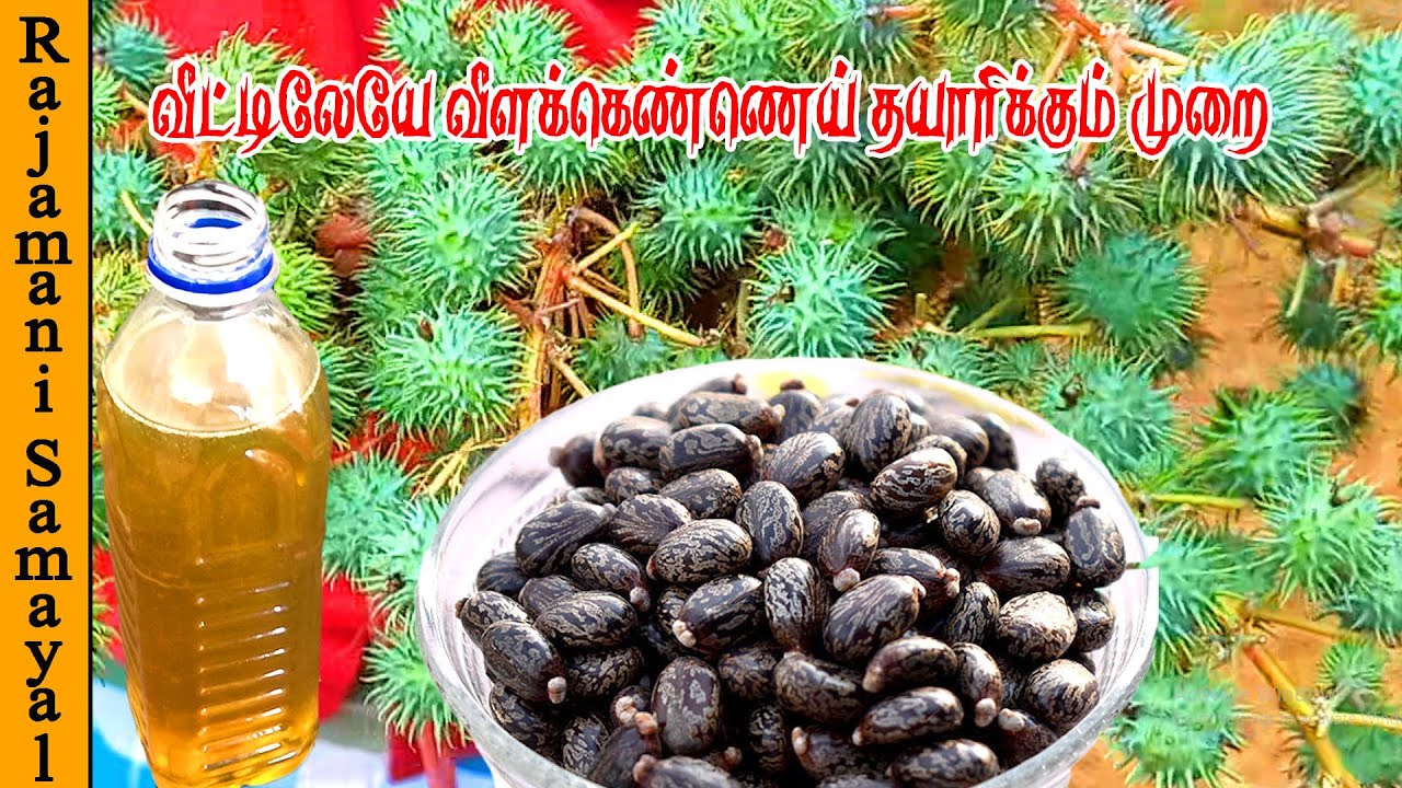 விளக்கெண்ணெய் தயாரிப்பது எப்படி ? | HOW TO MAKE CASTOR OIL AT HOME | Castor Oil (Rajamani Samayal)
