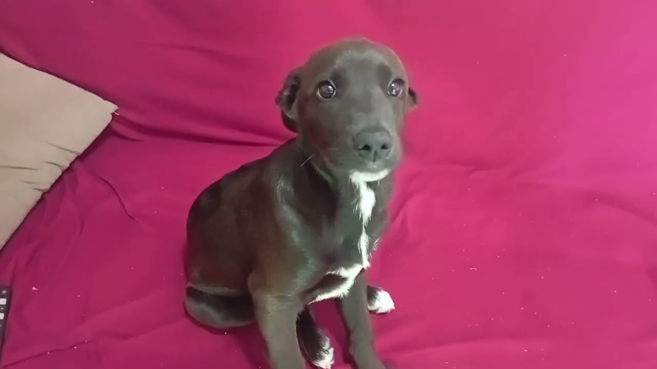 Pensa num cachorro folgado#petsfofinhos #cachorro 