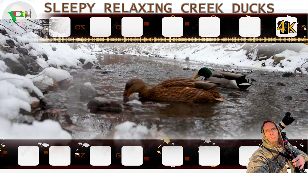Sleepy Relaxing Creek Ducks #ducks #music #relaxingmusic