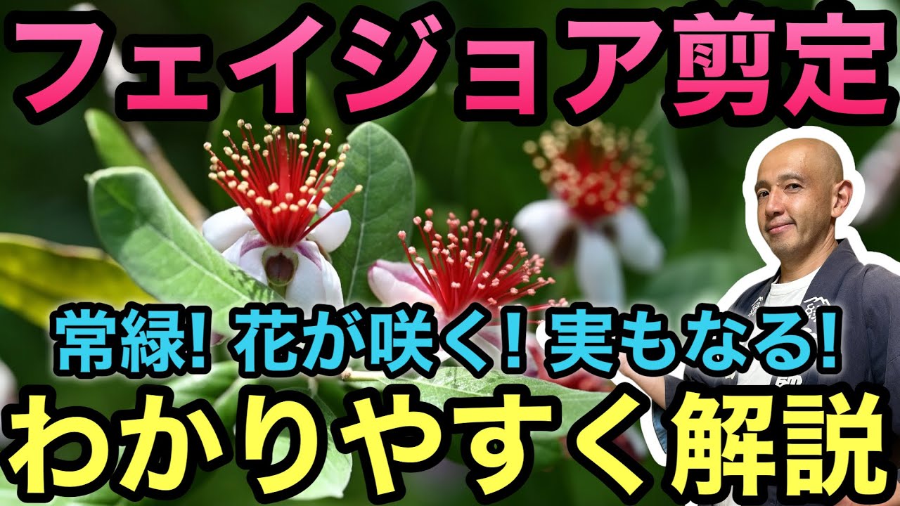 【自然に小さくする方法】人気のフェイジョアを上手に剪定するコツを、丁寧に解説します。枝の見極め方や切る位置など、初心者でも安心して挑戦できる内容です。