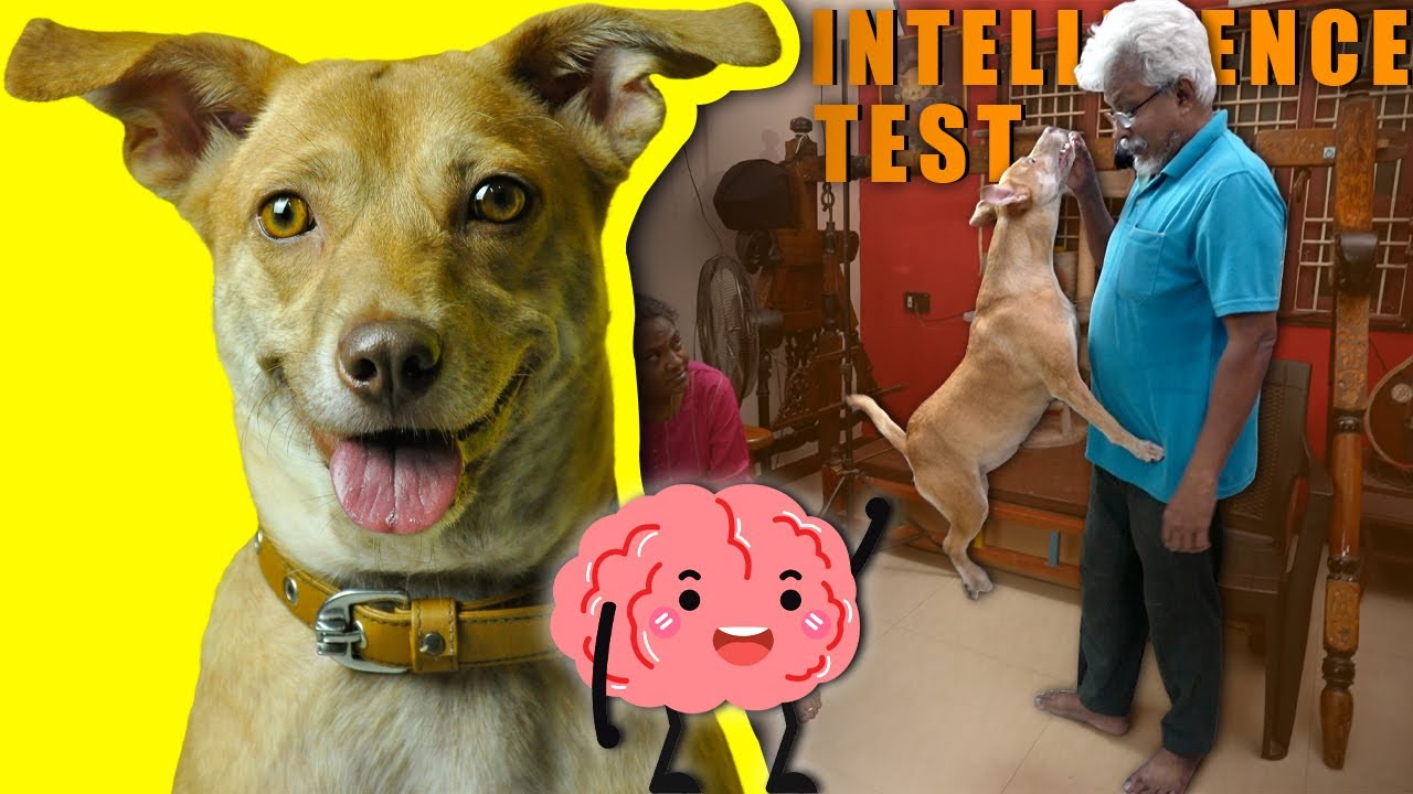 Testing COCO's Intelligence 🧠| Police naai ke Tough uh 😂🙊