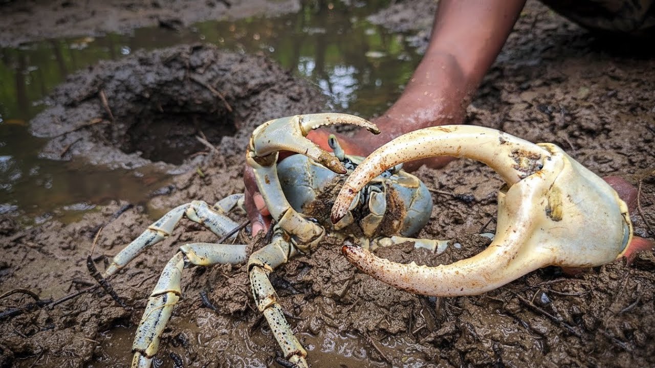 Bare Hands vs Mud Crabs Catch And Cook Over Open Fire