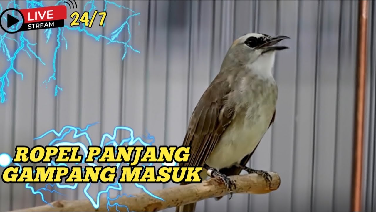 PANCINGAN SUARA TRUCUKAN GACOR NONSTOP TANPA HENTI || cocok untuk burung bahan