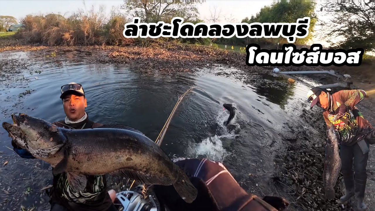ตามล่าชะโดคลองลพบุรี โดนไซส์บอสเลย.. กัดเน้นๆ.. เหยื่อปลายางทาโร่ หนูยางแคระ