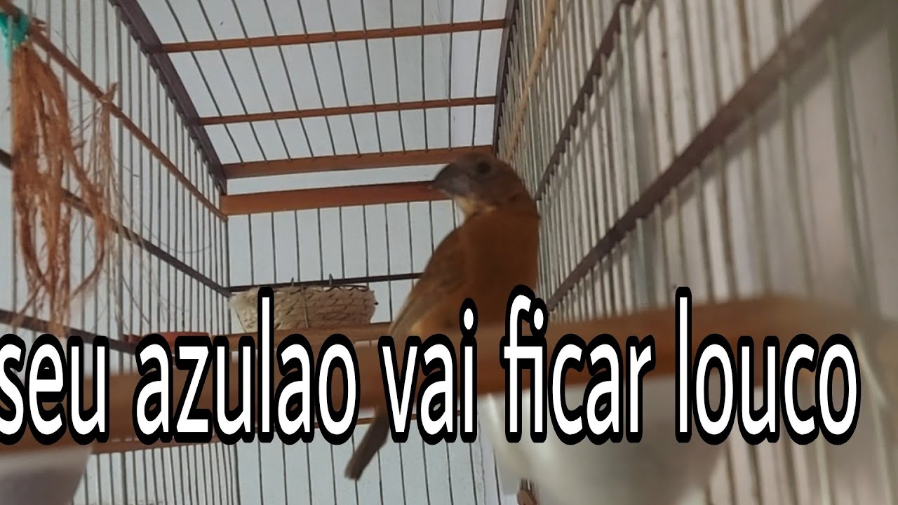 5 minutos para seu azulao ficar louco