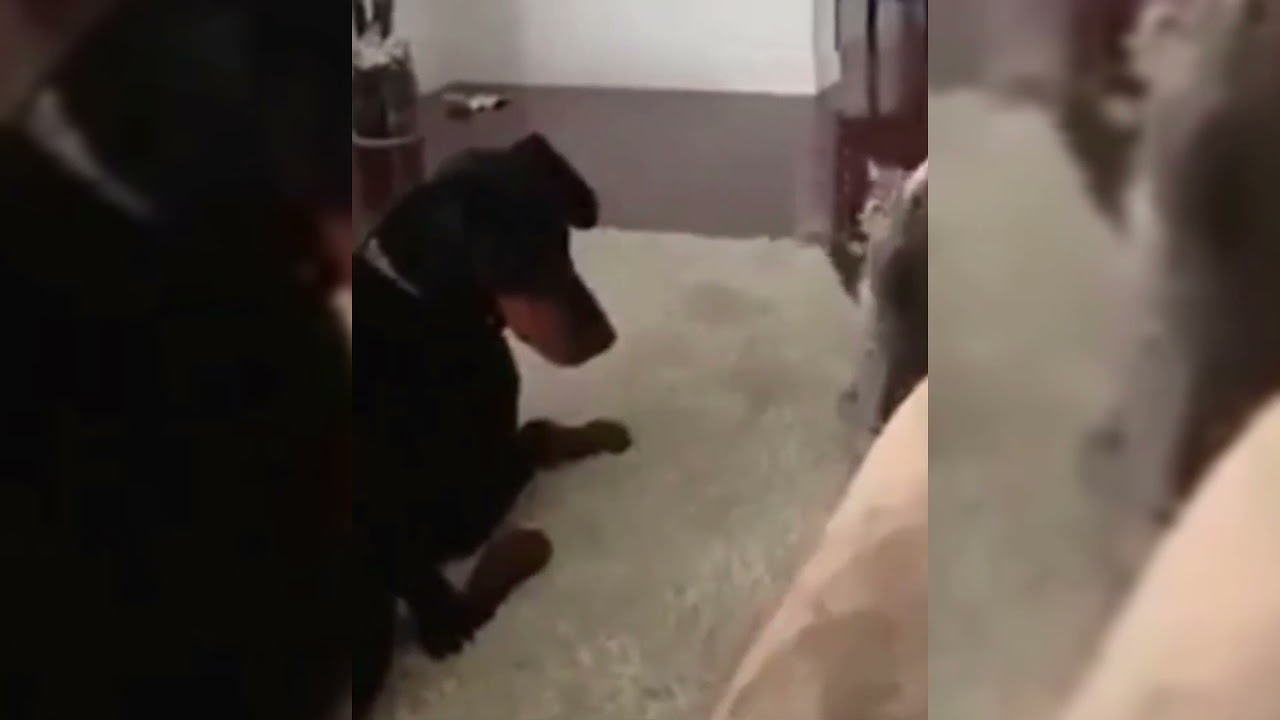 Funny animals ! Tik Tok ! Cats ! Dog !