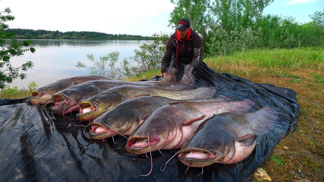 Comment Pêcher les Silures Aux Pellets Unicat dans le Rhône #silure #pellet #Unicat