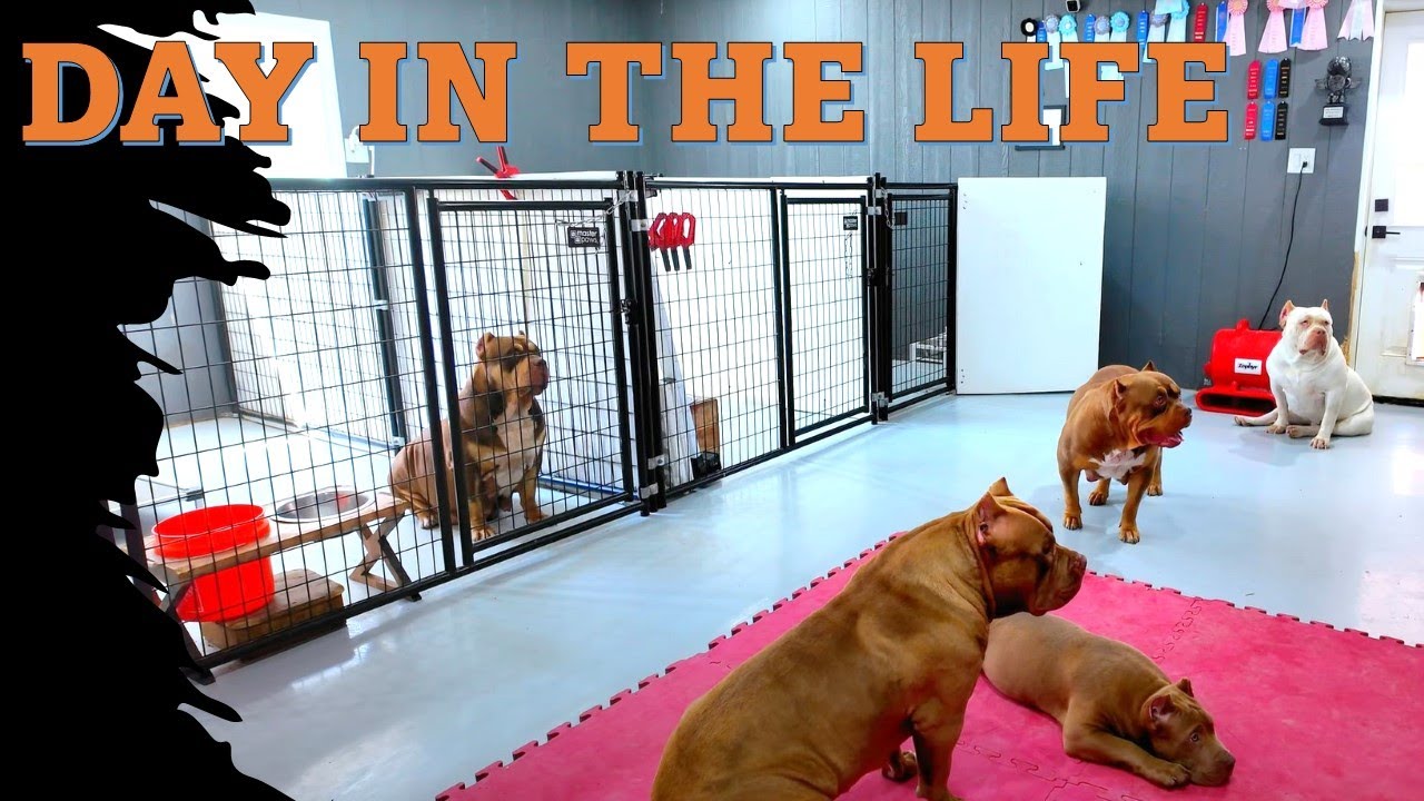 Behind The Scenes: A Day In The Life Of A Dog Breeder | Kennel Management & Set-up