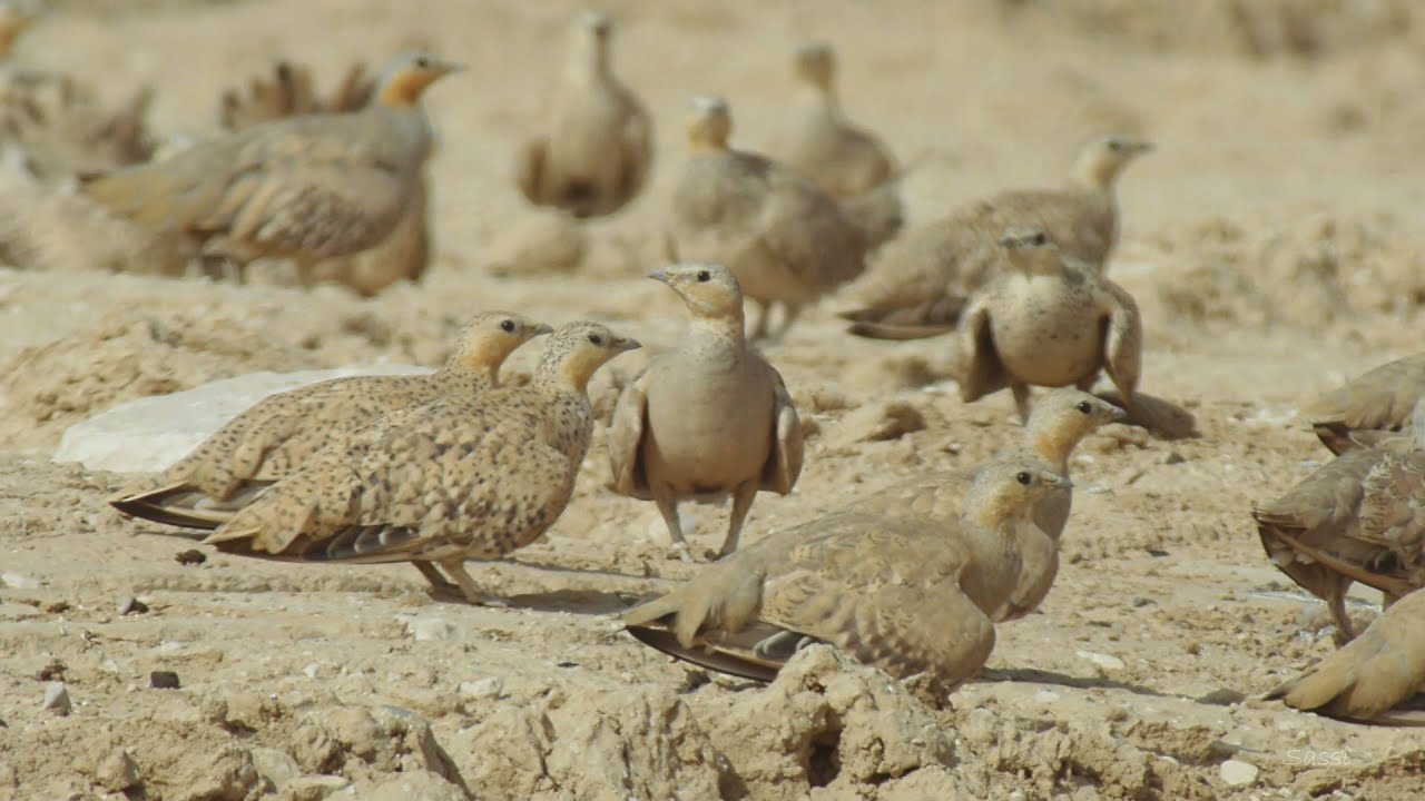 SPOTTED SANDGROUSE 1