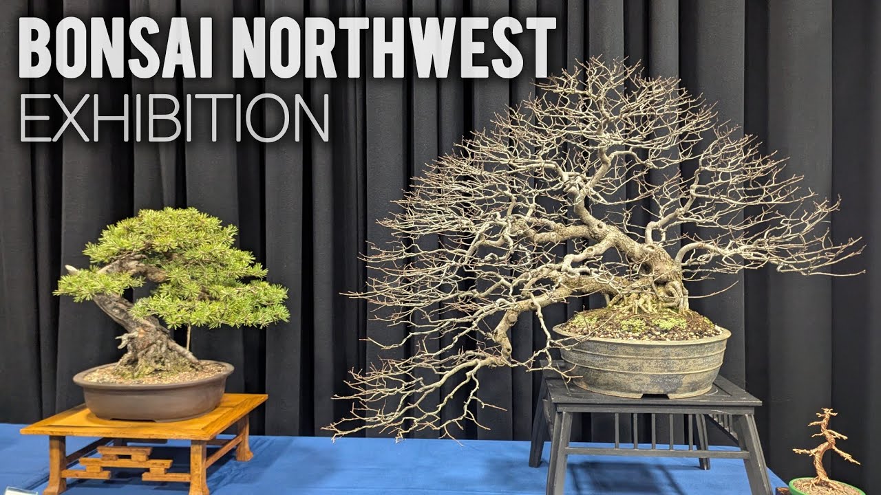 Bonsai Northwest Exhibition 2025 [4K]