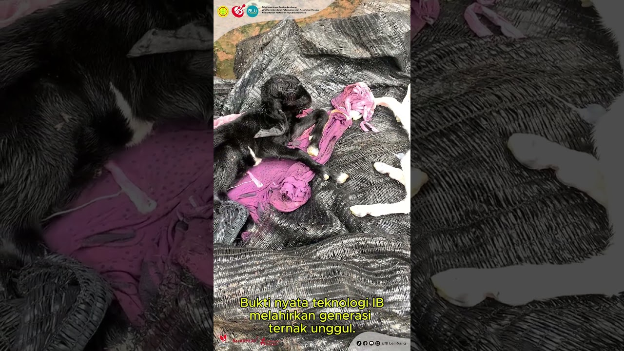Dua Cempe Jantan Lahir di Way Jepara: Bukti Sukses IB Pejantan Ector