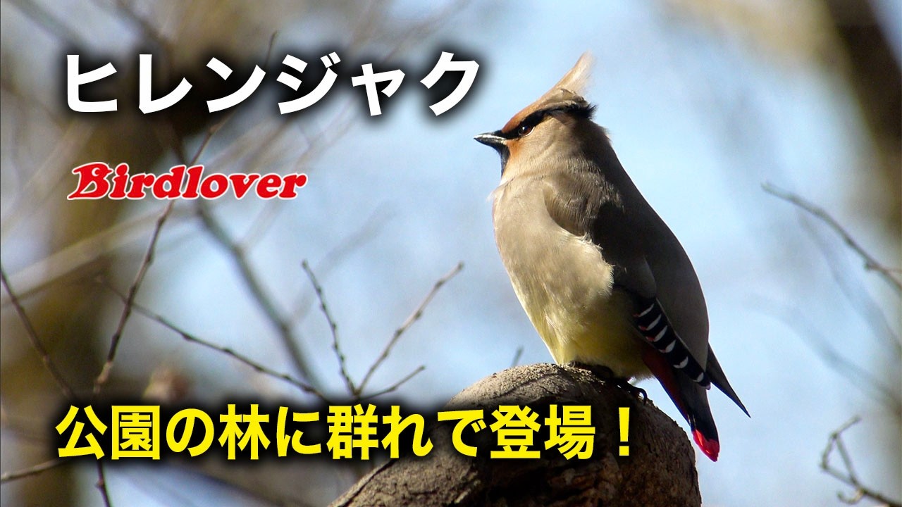 公園に現れたヒレンジャク