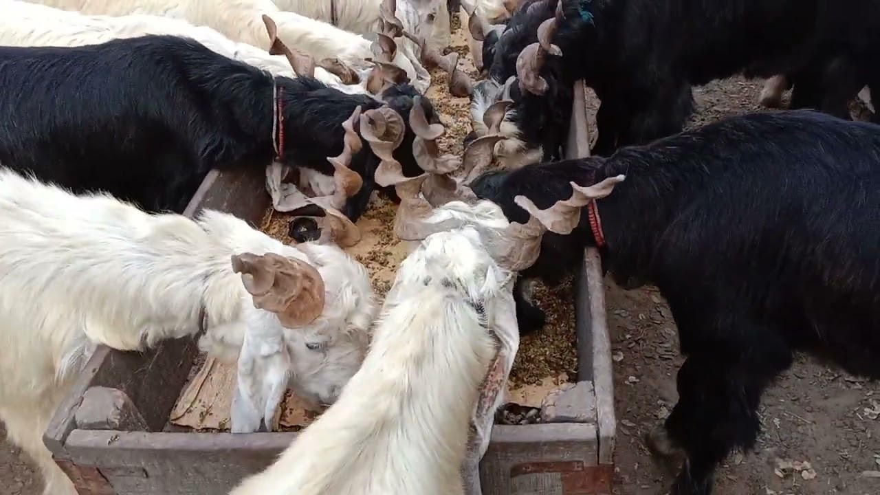 food system of ddp goats
