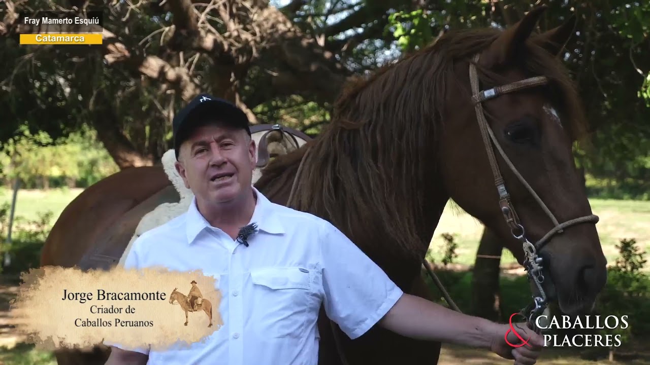 Caballos Peruanos en Catamarca (departamento Fray Mamerto Esquiú)
