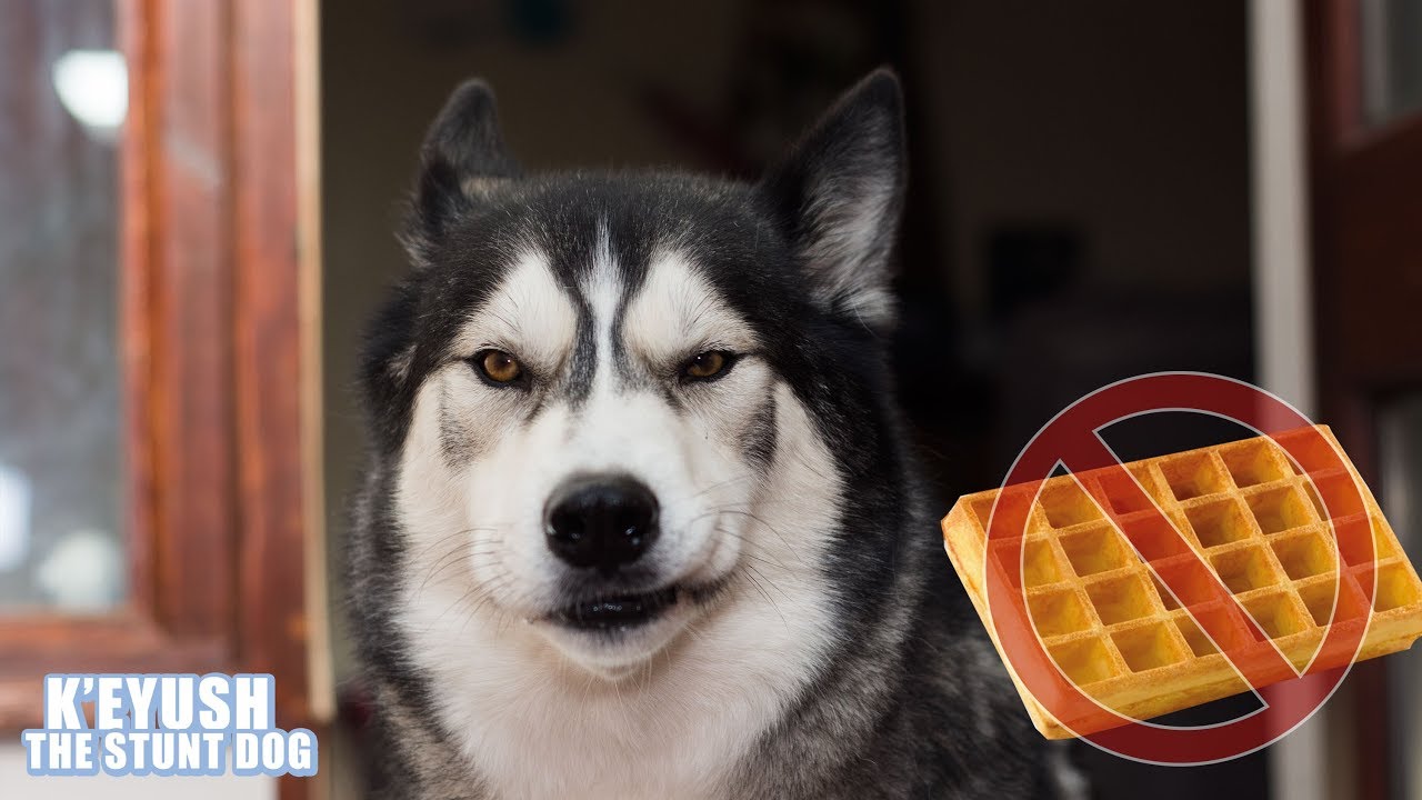Husky Annoyed The Waffle Maker Broke!