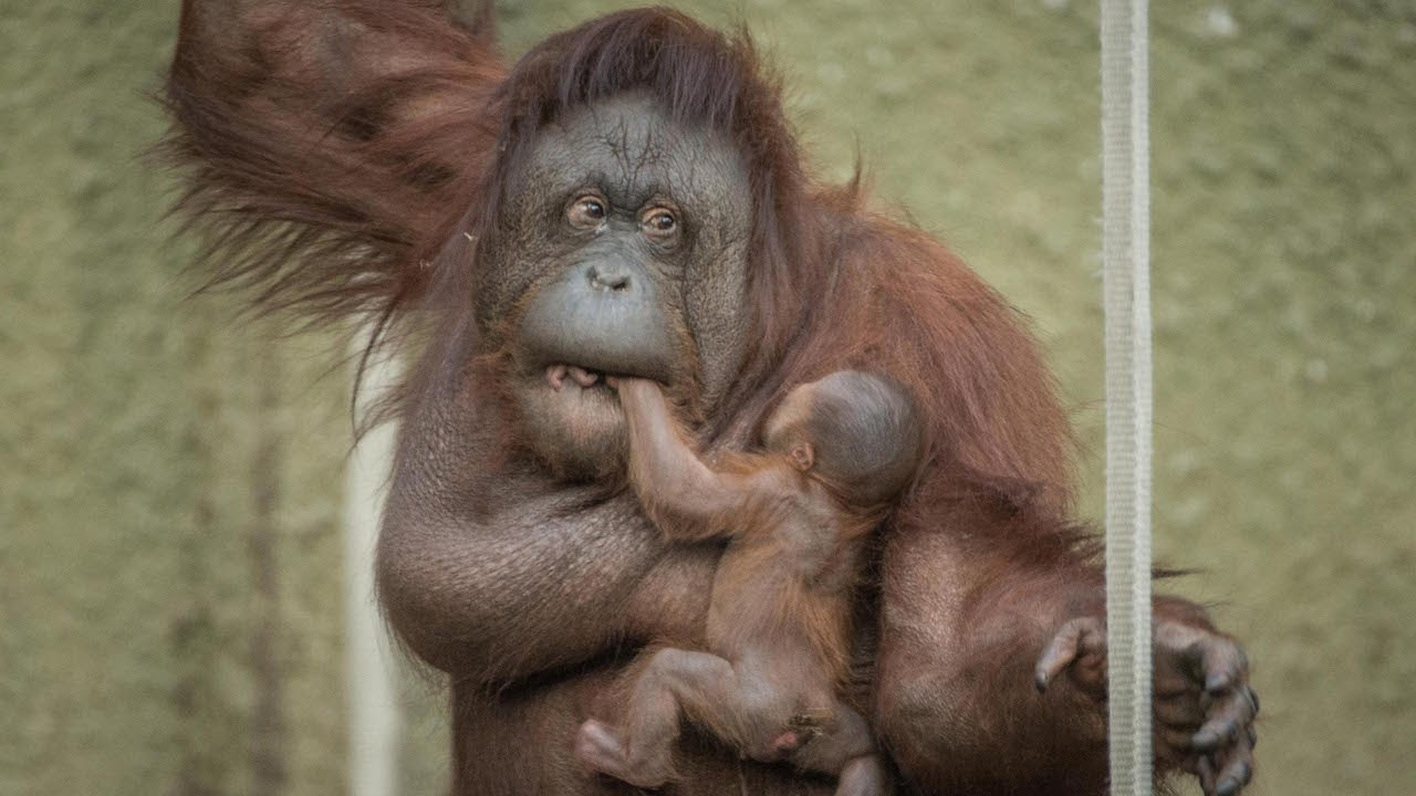 Гордая мама демонстрирует детеныша орангутана: ZooBorns
