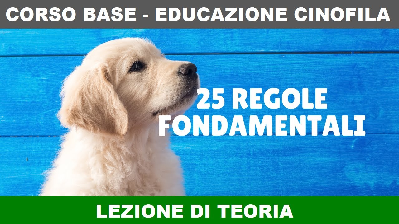 25 regole fondamentali per il corretto rapporto uomo cane