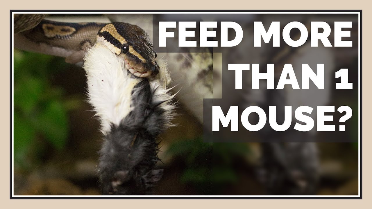 Can You Feed Snakes more than 1 Mouse / Rat at a Time?