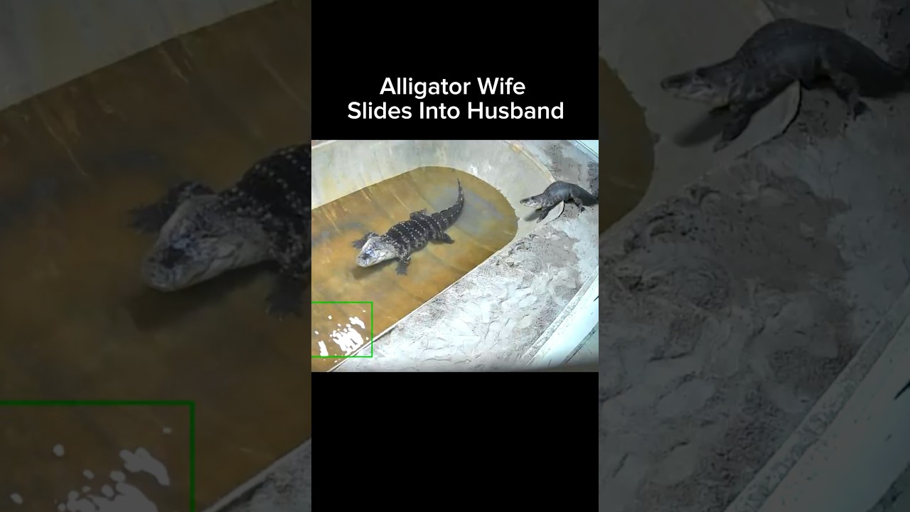 Alligator Wife Slides Into Husband! 🤣🐊#shorts #alligator