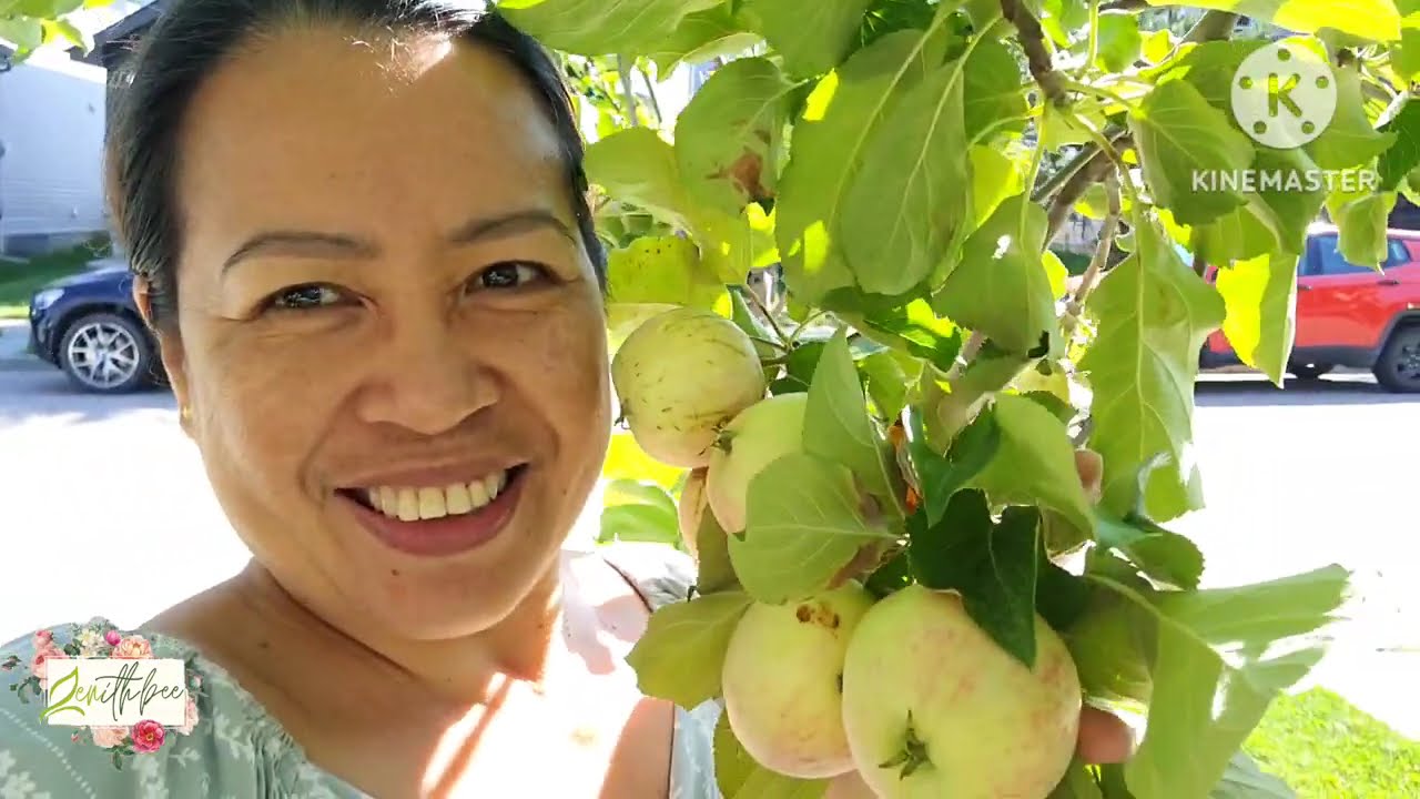 PICKING APPLE SUMMER 2025 🇨🇦 | ZENith BEE 