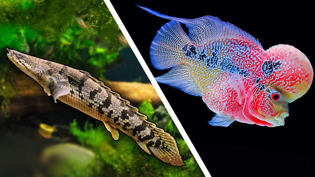 Top 5 LARGE Fish For Your Aquarium