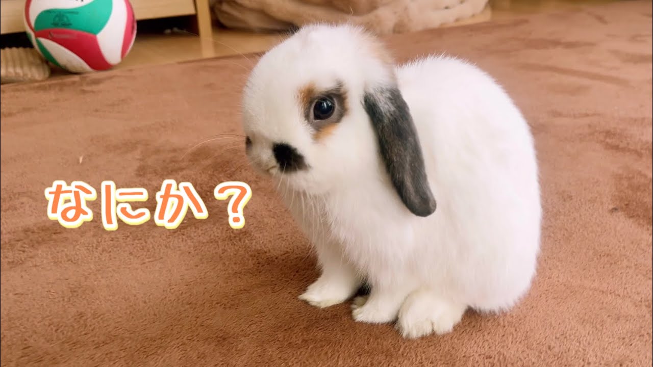 先住うさぎを召使い扱い!? はっちゃんの圧が強すぎる件