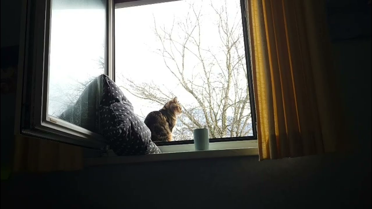 What my cat thinks while watching birds- in a song! (very philosophical)