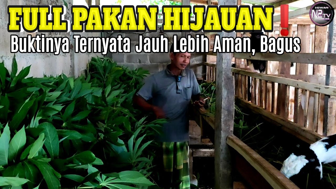 Anda Salah Teori Jika Ternak Kambing Full Hijauan Kurang Cepat Besar Dan Baik