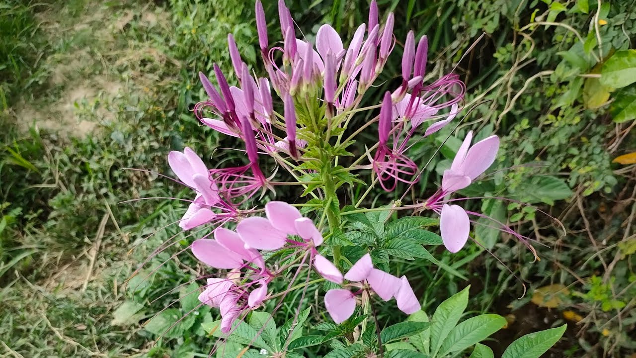 Đám cưới đầu xuân - Thu hương.