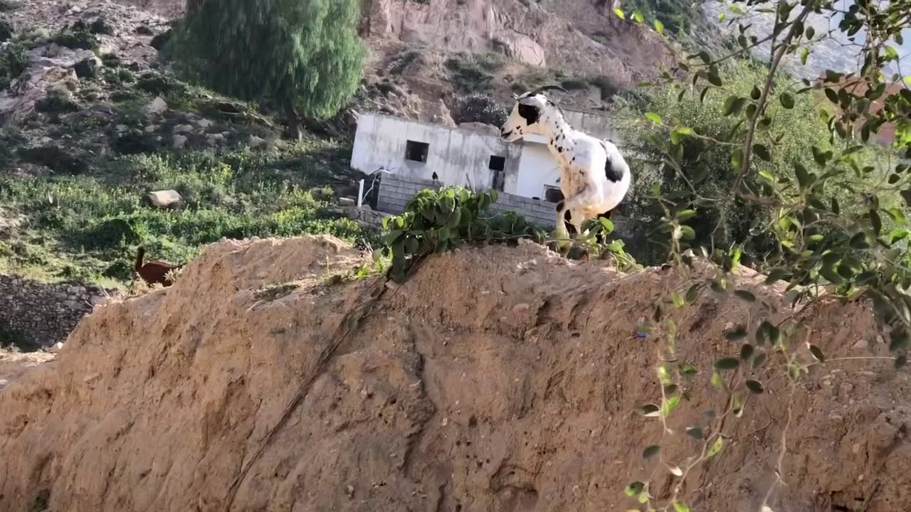 جبل الايتام واللغوب وآل عطيف والضباب يكسوها . ١٤٤٠/٤/٢٣هـ.