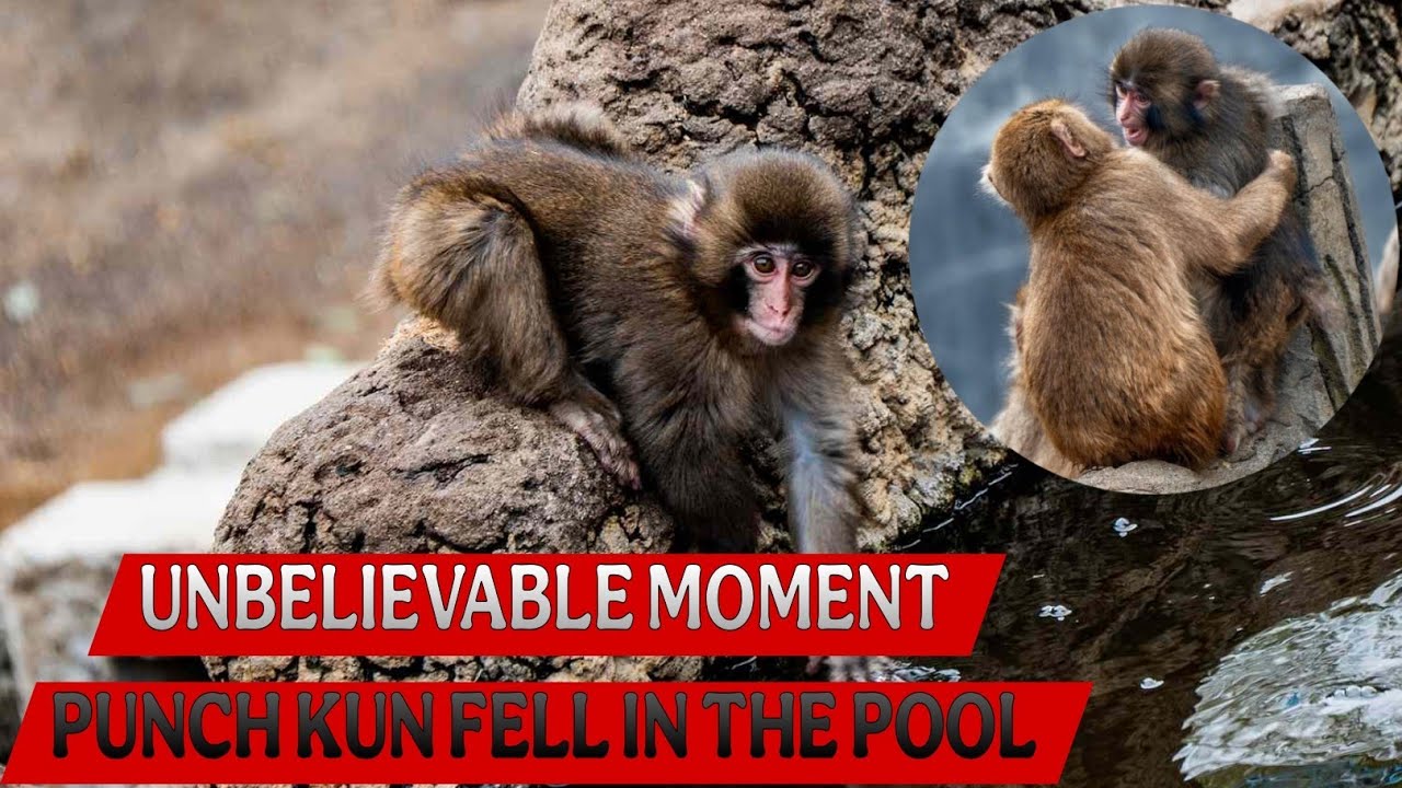 Punch Kun Fell Into The Pool&ndash;What The Adult Monkey Did Next Is Beautiful 🤩🐒