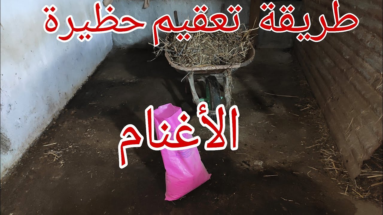 طريقة تعقيم حظيرة الأغنام 