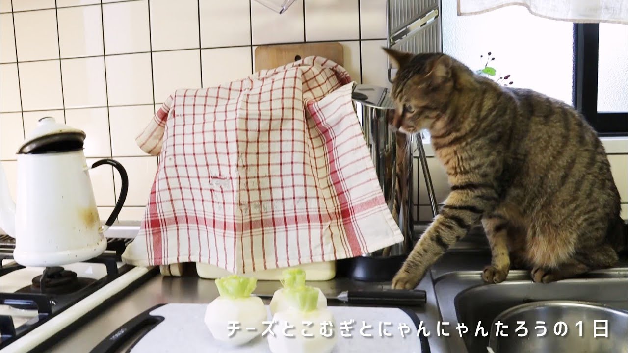 【猫が暮らす家の1日】暖かな春を待ち遠しく思いながら、猫達とのんびりと暮らす。