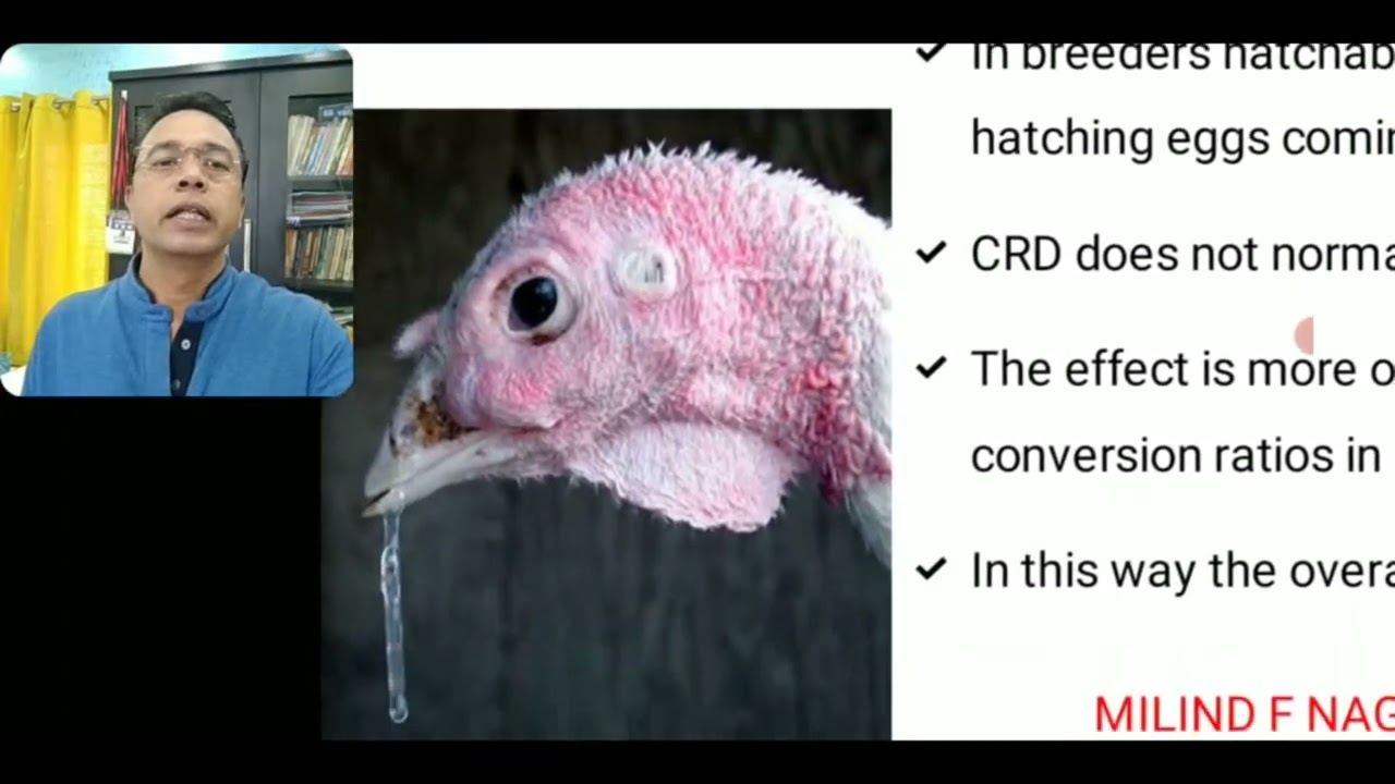 POULTRY DISEASES PART 1