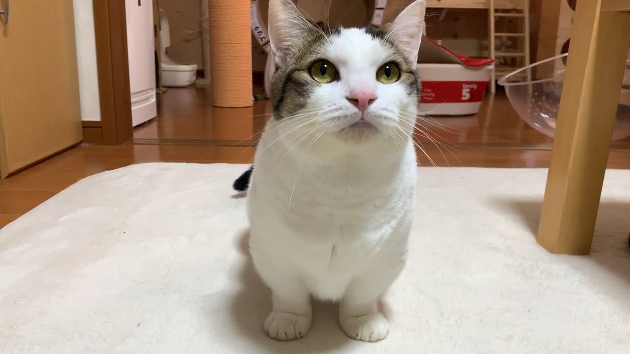 テクテク、ペッ、ってする猫
