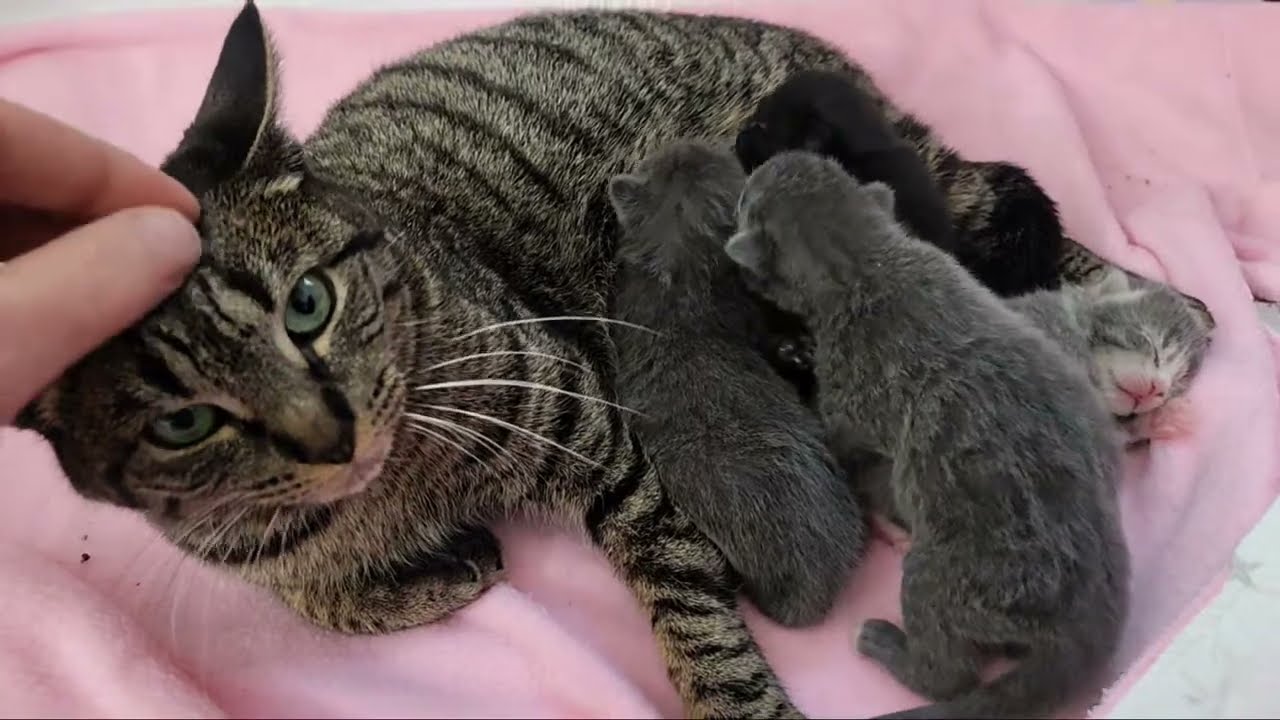 YouTube vs. Kittens Live!