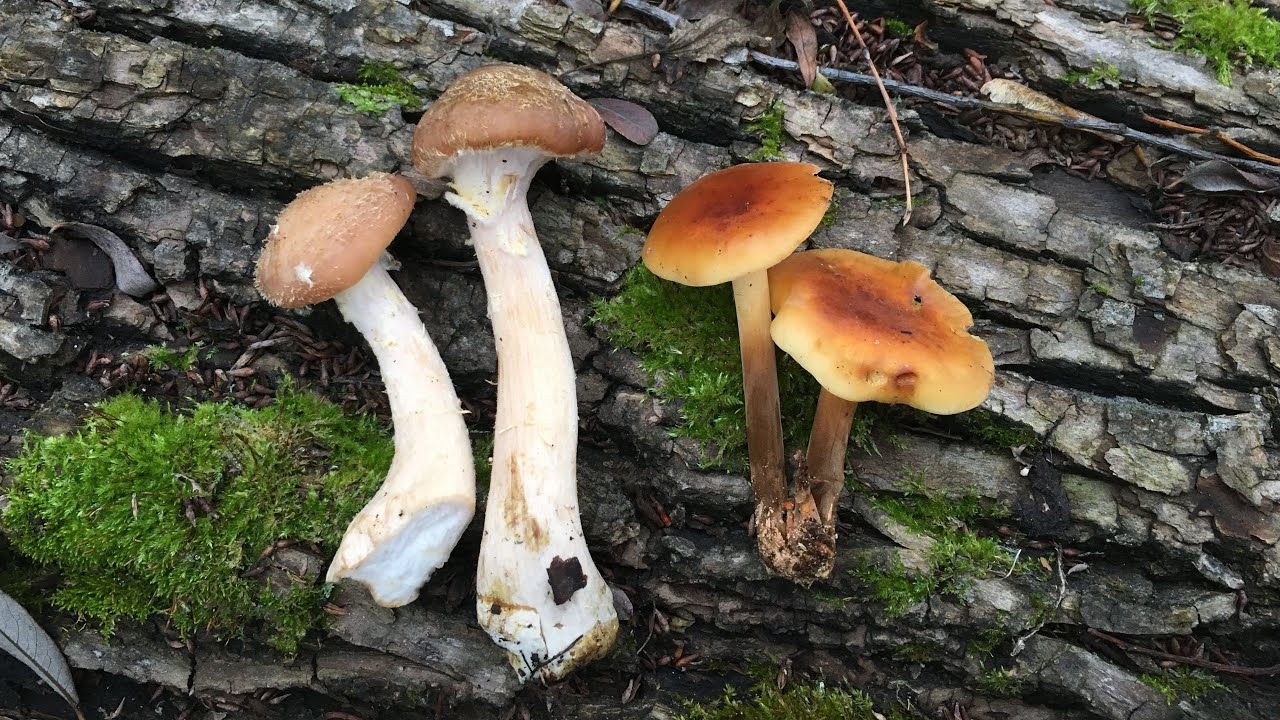 ОСЕННИЕ ОПЯТА и ЗИМНИЕ ОПЯТА: ОТЛИЧИЯ. Armillaria mellea vs Flammulina velutipes