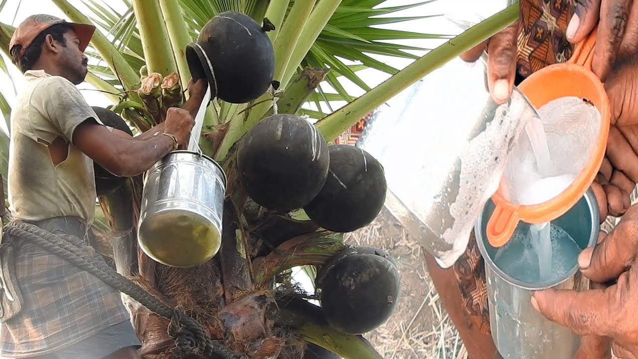 TODDY palmyra SAP | JUICE of Asian palmyra palm wine | HEALTHY THAATI KALLU | Neera | Pathaneer