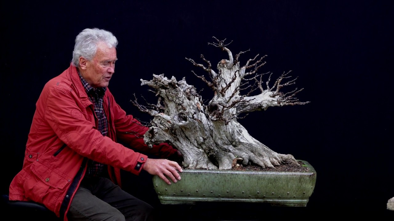 SandevBonsai - 2018. Bonsai sessions with Walter Pall/Part 12