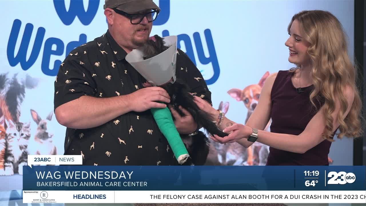 Wag Wednesday with Bakersfield Animal Care Center